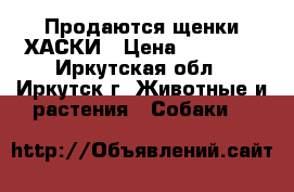 Продаются щенки ХАСКИ › Цена ­ 15 000 - Иркутская обл., Иркутск г. Животные и растения » Собаки   